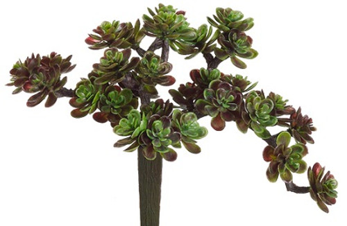 AS *  5" Sedum Pick Green Burgundy