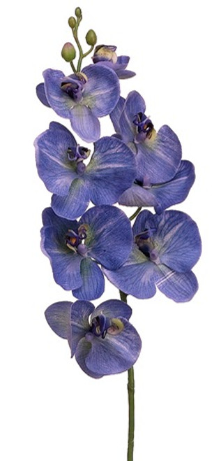 AS *  30" Phalaenopsis Delphinium