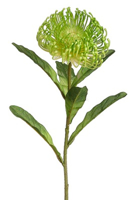 AS *  26" Protea Spray Green