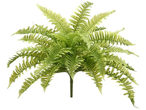 AS *  23" Boston Fern Bush x30 GR/LT