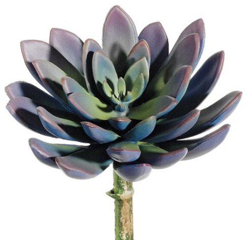 AS *  8" Echeveria Pick Lav/Green