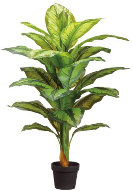 AS *  40" Dieffenbachia Plant Grn