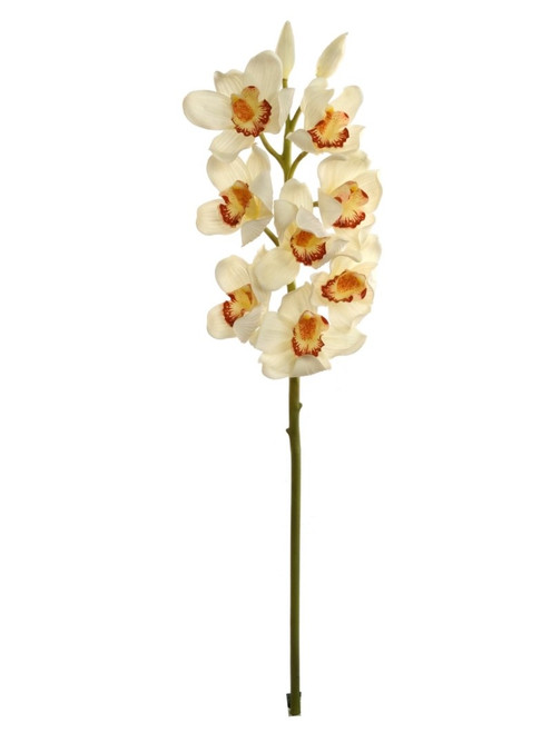 NIC *  30" Cymbidium Stem Cream