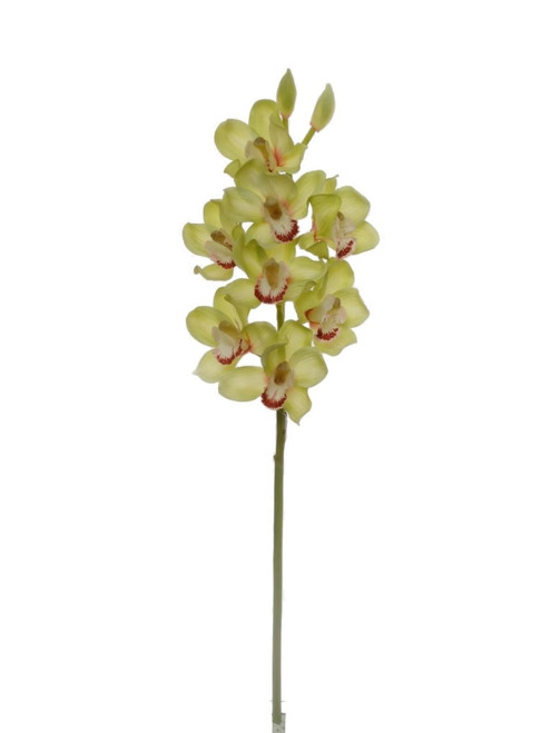 NIC *  30" Cymbidium Stem Green