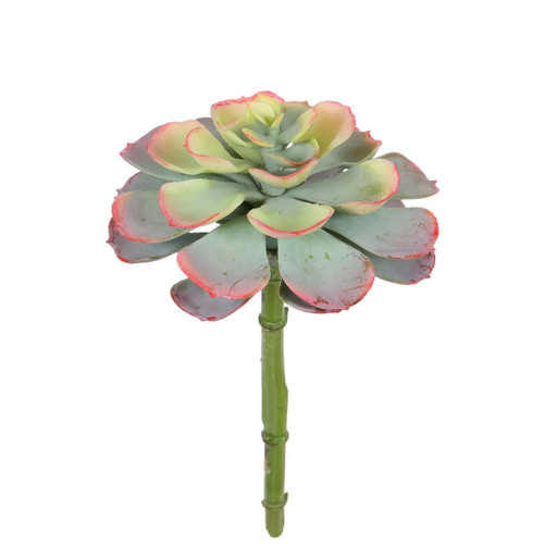 WIN *  Succulent Round 9" Green/Pink