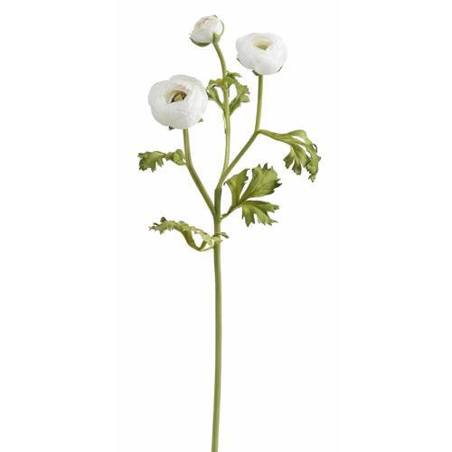 WIN *  Ranunculus 18.5" White