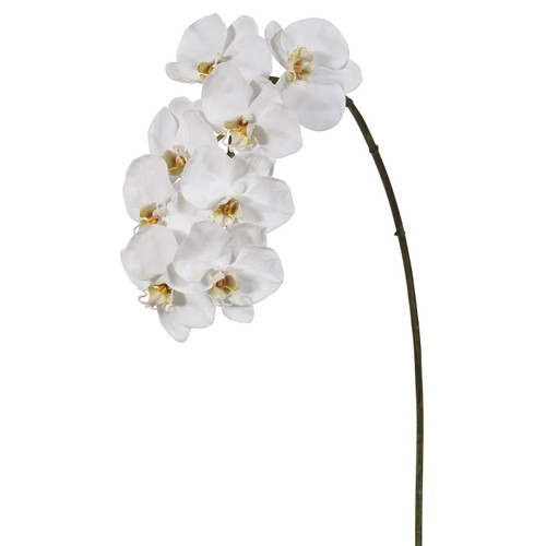 WIN *  Phalaenopsis x8 37.5" White