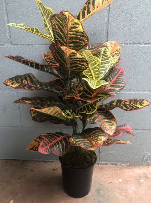 SW *  27" Croton Plant x1 in Pot