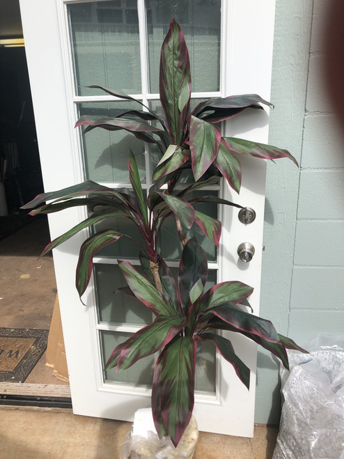 SW-SWT-128-P-R 6ft Ti Plant w/pot Red