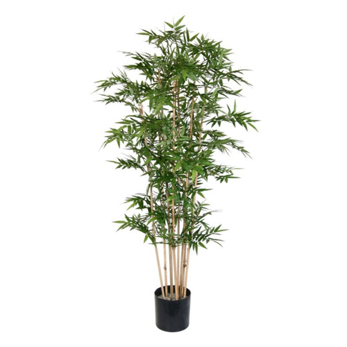 AG *  Oriental Bamboo Tree PTD 4ft