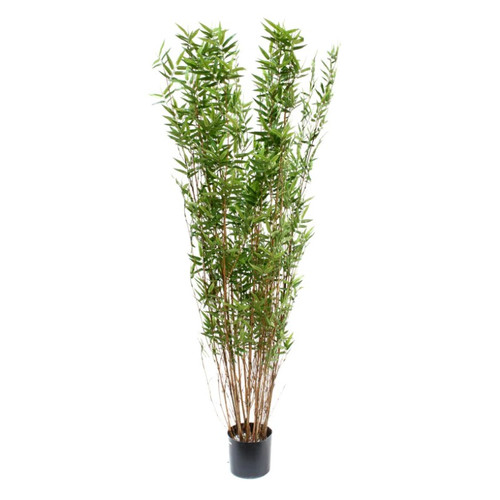 AG *  Oriental Bamboo Tree PTD 5ft