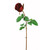 WIN *  Rose Dutchess Bud 24" Red