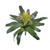 WIN *  Bromeliad 14" Green