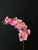 MEF*31" Phalaenopsis Pink Spray