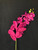 MEF*31" Phalaenopsis Red Spray