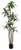 AG *  5ft PTD Dracaena Fragrans x8