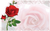 NS Red Rose w/Pnk Rose * D88-SP0084