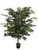 AG *  Asian Ruscus  Tree PTD 5ft