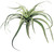 AS *  13" Tillandsia Cactus Green