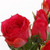 NIC *  15.4" Rose Spray w/4F Beauty