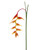 AS *  Heliconia 48" Orange Yellow