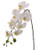 AS *  28.5" Phalaenopsis Spray White