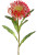 AS *  26" Protea Spray Coral