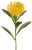 AS *  26" Protea Spray Yellow