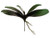 AS *  13" Phalaenopsis Plant GR/BU