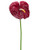 AS *  27" Lg Anthurium Spr Red