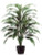 AS *  40" Cordyline Plant x4 Grn/Wht