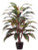 AS *  40" Cordyline Plant x4 Red/Grn