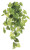 AS *  28" Potato Leaf Bush x9