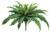 AS *  22" Boston Fern Bush x32