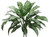 AS *  28" Silver Queen Plant Green