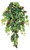 AS *  30" Grape leaf Bush x9 w/Grape