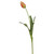 WIN *  Tulip Dutch Close 24.5" Orange/Grn