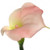 NIC *  21" Calla Lily Cream