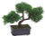 AS *  9" Cedar Bonsai Tree Green