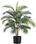 AS *  36" Areca Palm Tree x4 Green