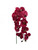 NIC *  33.5" Phalaenopsis Stem Burgundy