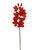 NIC *  30" Cymbidium Stem Red