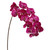 WIN *  Phalaenopsis x12 44" Fuchsia