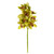 WIN *  Orchid Cymbidium x9 19" Grn