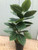 SW *  27" Rubber Plant x1 in Pot