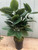 SW *  27" Rubber Plant x2 in Pot