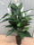 SW *  42" Spathiphyllum in Pot