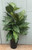 SW *  28" Acuba Plant x1 in Pot