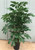 SW *  Schefflera Plant x2 in Pot