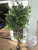 SW *  6ft Ficus w/pot